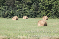 2013_ERV_mb_img_1723_9705562040_o